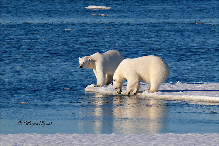 Polar Bears Interacting 111 by Dr. Wayne Lynch ©